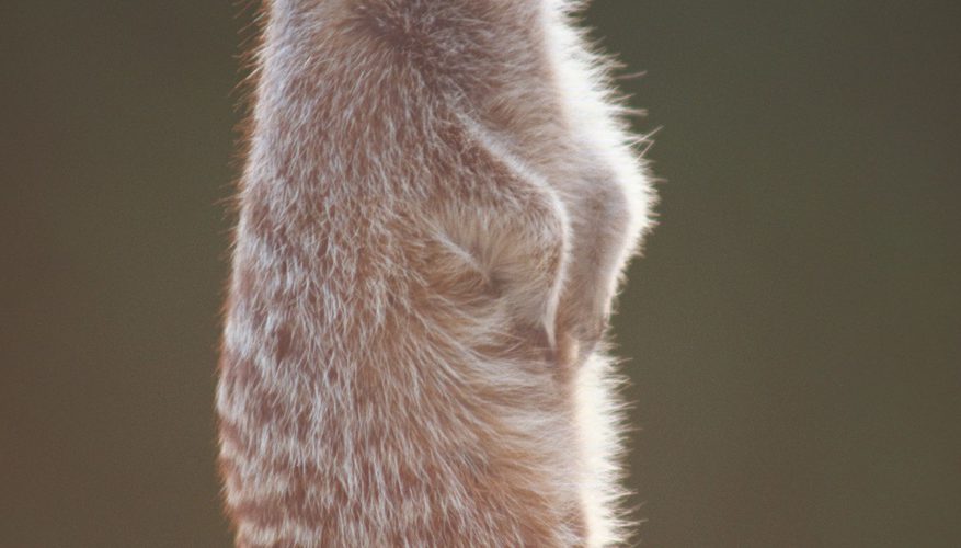 Cómo coser una suricata