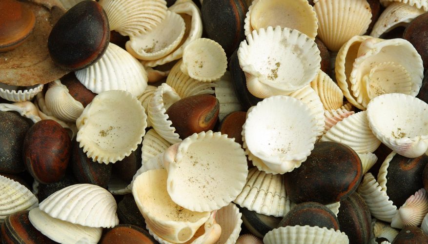 Tipos de conchas marinas que se encuentran en la costa de Nueva Jersey