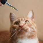 3 razones por las que su gato podría beneficiarse del CBD